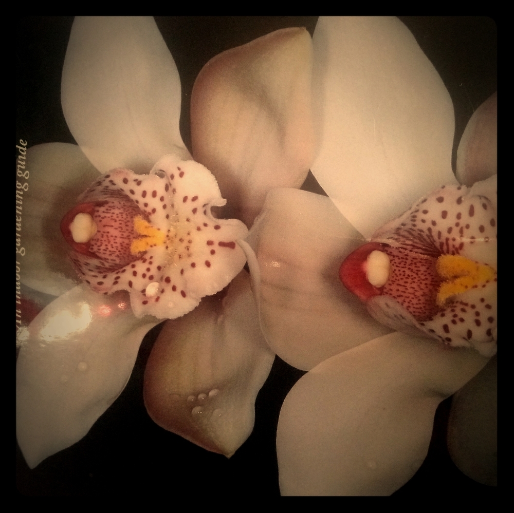Orchids simplified an indoor gardening guide